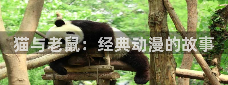 里番动漫影：猫与老鼠：经典动漫的故事